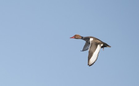 Animal, Anseriformes, Beak, Bird, Flying, Waterfowl